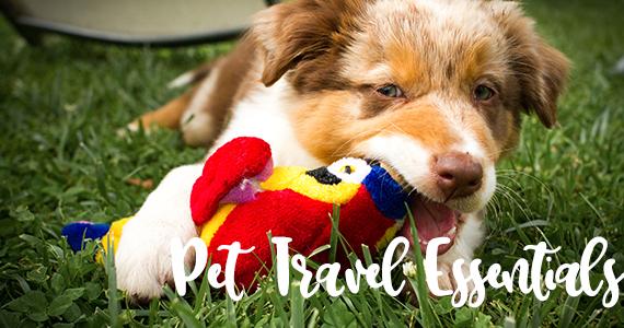 /collections/pet-travel-essentials