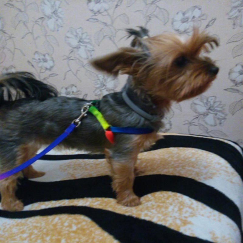 Colorful Pet Harness